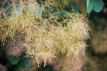 Flowering bush smoke tree of red cotinus coggygria.