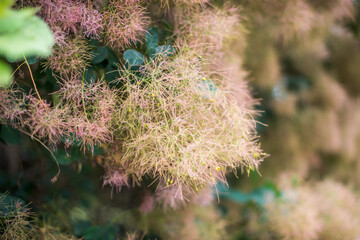 Flowering bush smoke tree of red cotinus coggygria.