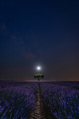 Magical nighttime view of a lavender field under a starry sky with the Milky Way in the background. A lone tree stands at the center of the field, while light trails from a drone illuminate the scene.