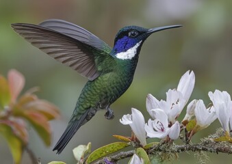 Fototapeta premium A hummingbird in flight, near white blossoms