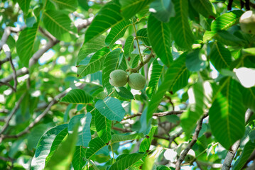 Unripe green walnuts hanging on lush tree branch in sunlight