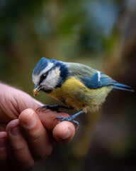 Obraz premium Blue Tit Feeding From a Hand Soft Lighting Sharp Focus