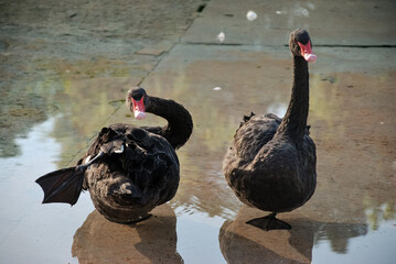 Two black swans in shallow water with reflections
