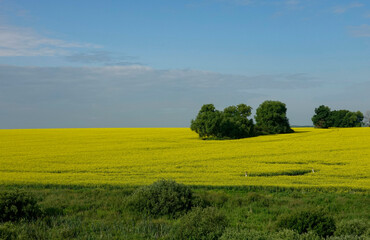 Fototapeta premium green field and blue sky