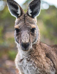 Fototapeta premium Kangaroo portrait, blurred natural backdrop. Wild animal.