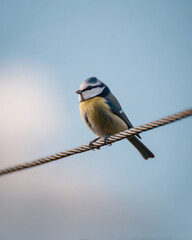 Blaumeise auf Draht vor Himmel goldener