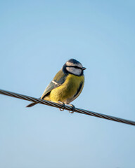 Blaumeise auf Draht vor Himmel goldener