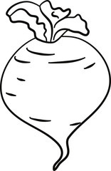 illustration of a beet root