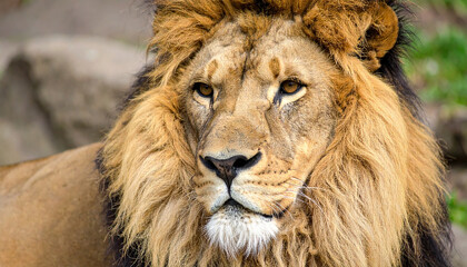 Fototapeta premium Portrait of handsome lion with fluffy fur. Wild animal. Dominant predator.