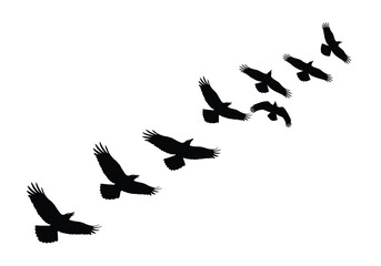 Obraz premium A flock of six silhouetted birds of prey flying together in a classic V-formation.