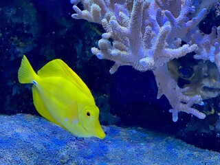 A tropical yellow fish