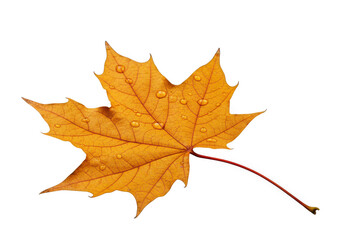 Obraz premium Autumn maple leaf with water drops isolated on transparent background