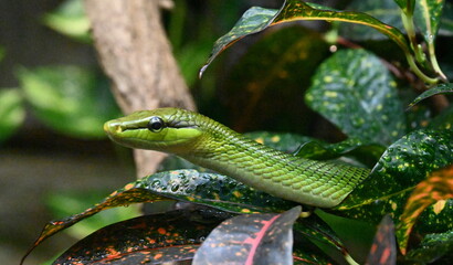 A green snake hidden in the vegetation