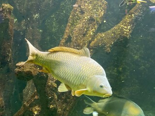 A big carp fish