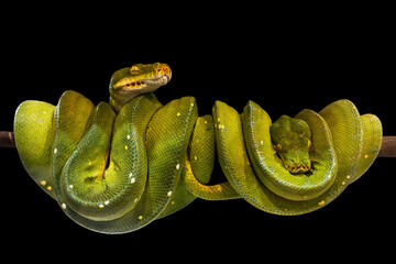 Green tree python, native to New Guinea, Indonesia and Australia. It's a popular pet in Thailand.