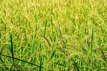 Close-up view of ripe rice plants in a bright green paddy field under sunlight.