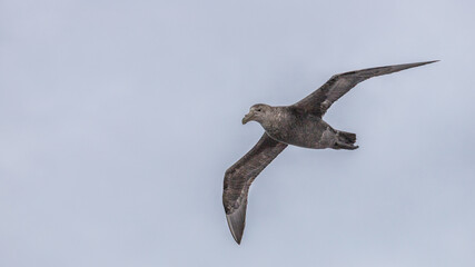Albatross flying in cloudy sky