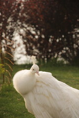 white peacock
