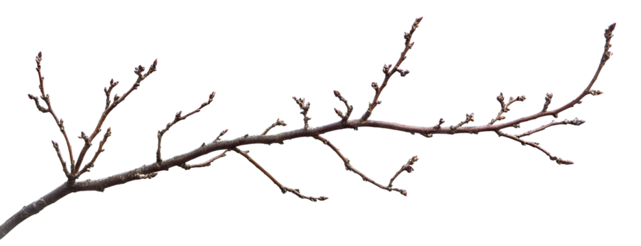 Single bare tree branch, isolated on transparent cutout background