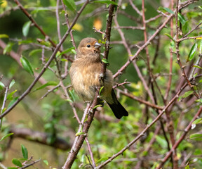 Juvenile Bullfinch on a branch