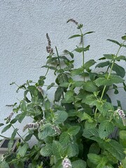 mięta ogrodowa w zielniku  © Piotr