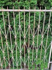 metalowe ogrodzenie płot oraz thuje © Piotr