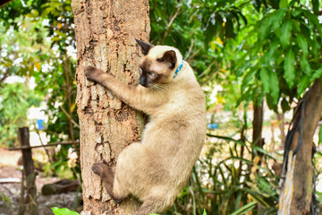 Fototapeta premium Beautiful adorable old style siamese blue point shorthaired cat, thai cat with amazing blue eyes.