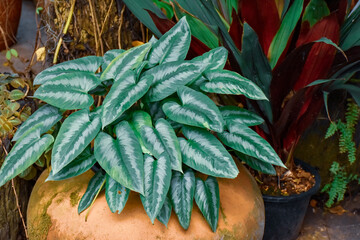 Obraz premium green plant in a pot