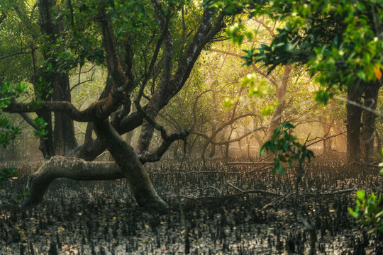 View of mangrove roots rising from the muddy ground, intertwining with lush green trees under a soft golden light, Sundarban, Khulna Division, Bangladesh.