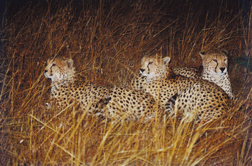 Cheetah three resting Masai Mara Kenya Africa 