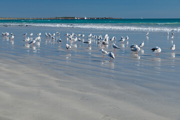Flock of seagulls on Cable Beach - Broome, WA, Australia