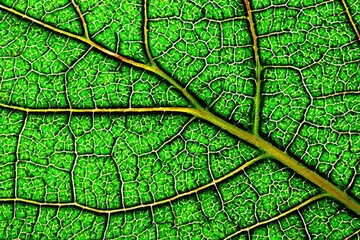 Obraz premium Detailed close-up of a vibrant green leaf's intricate vein structure