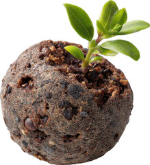 seed bomb sprout