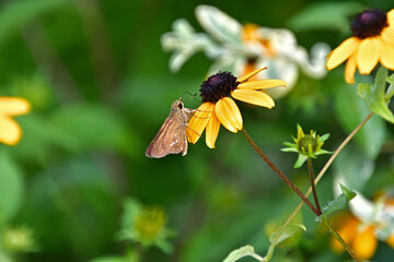 ルドベキアの蜜を吸っているイチモンジセセリ