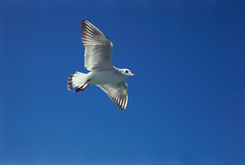 Black headed gull bird flying