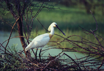 Eurasian spoonbill bird nest