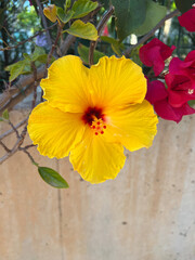 Farbenfrohe tropische Blumen in voller Blüte © Werbe-Blank