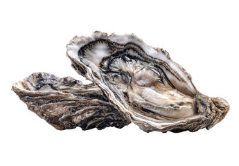 Two open oysters, close-up.  Dark, patterned shells, creamy interior