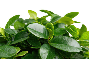 Fototapeta premium Lush green leaves with glossy finish create vibrant display, showcasing beauty of nature. This dense foliage adds refreshing touch to any environment, evoking sense of tranquility and growth