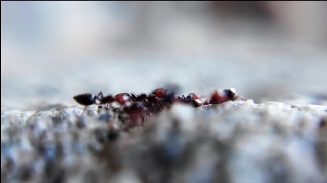Close up video of a group of red-headed ants: worker ants scientifically known as Crematogaster scutellaris
