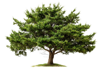 Large cedar tree with deep green needle like foliage stands majestically, showcasing its robust trunk and expansive branches. This tree symbolizes strength and resilience in nature