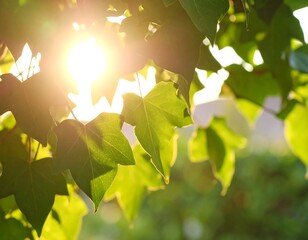 Obraz premium Sunlit leaves in the summer