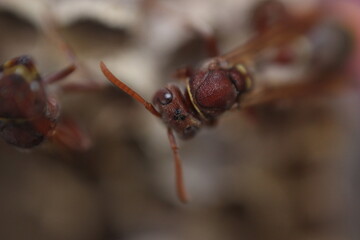 ant on a leaf