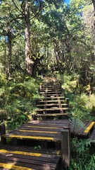Walk way in the forest-Taiwan