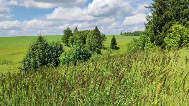 grass swaying in the wind on a warm summer day