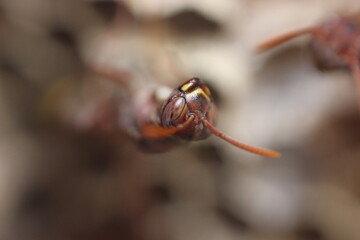 macro of a bee