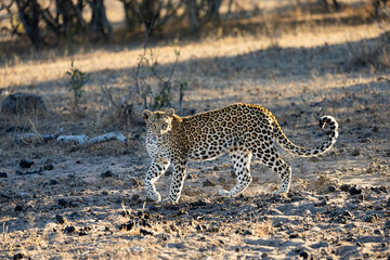 a female leopard walking in golden light