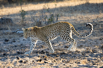 a female leopard walking in golden light