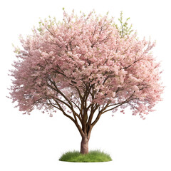 Naklejka premium A beautiful pink cherry blossom tree in full bloom, isolated on transparent background