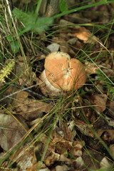 mushroom in the forest